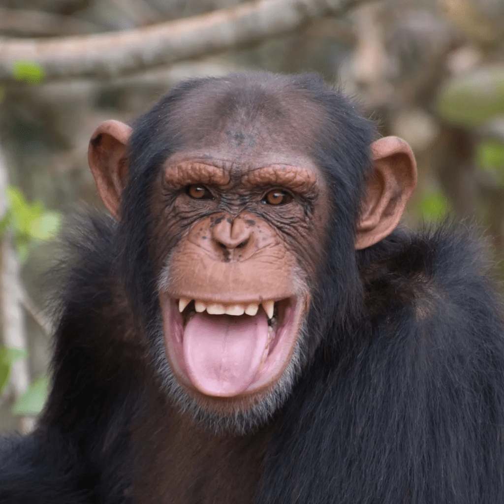 ¿Por qué nosotros y no los demás&nbsp;primates?