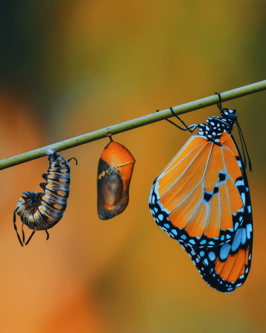 El hombre y la&nbsp;mariposa